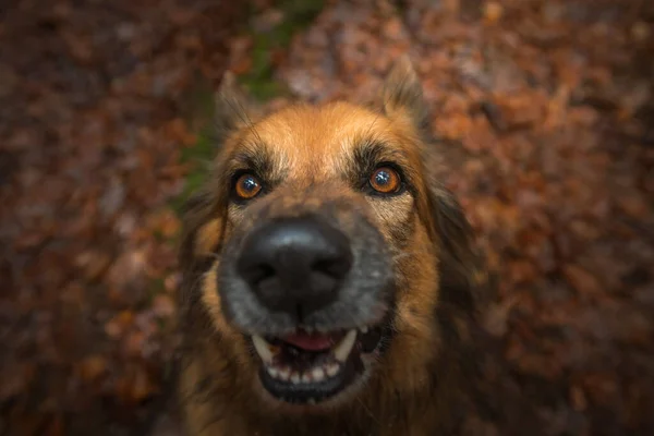 Tiro Ângulo Alto Cão Engraçado Bonito Que Está Campo Coberto — Fotografia de Stock