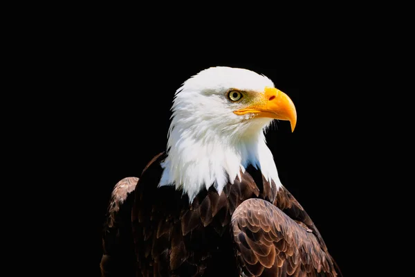 Close Bald Eagle Looking Sharply Isolated Black Background — Stock Photo, Image