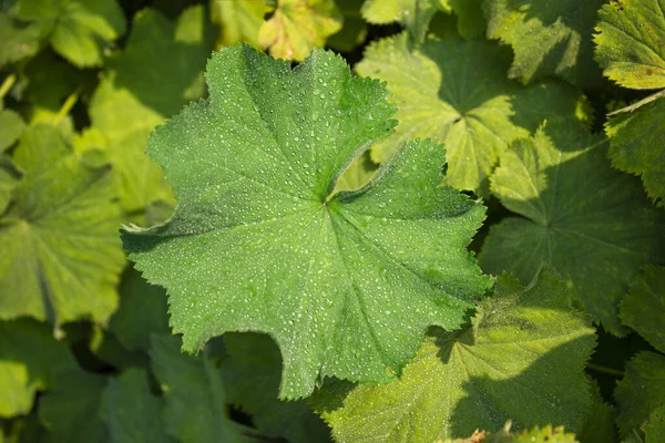 Primer Plano Hojas Alchemilla —  Fotos de Stock