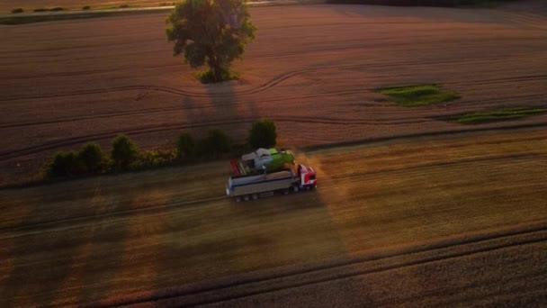 Пшеничное Поле Сельской Местности — стоковое видео