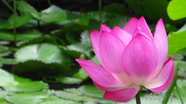 Vista Cerca Hermosa Flor Loto Floreciendo Verano — Vídeo de stock