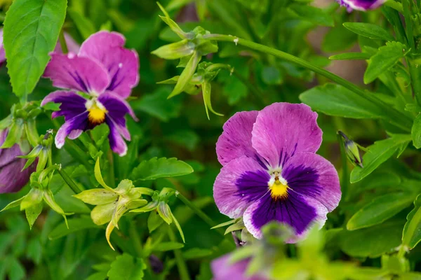 Closeup Beautiful Pansy Flowers Garden Daylight — Stock Photo, Image