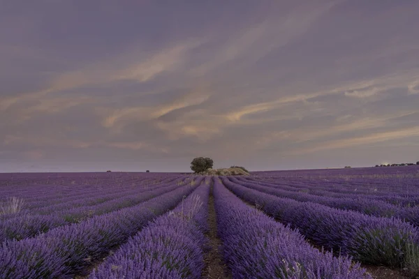 Uma Foto Fascinante Campo Lavanda Pôr Sol Brihuega Espanha — Fotografia de Stock