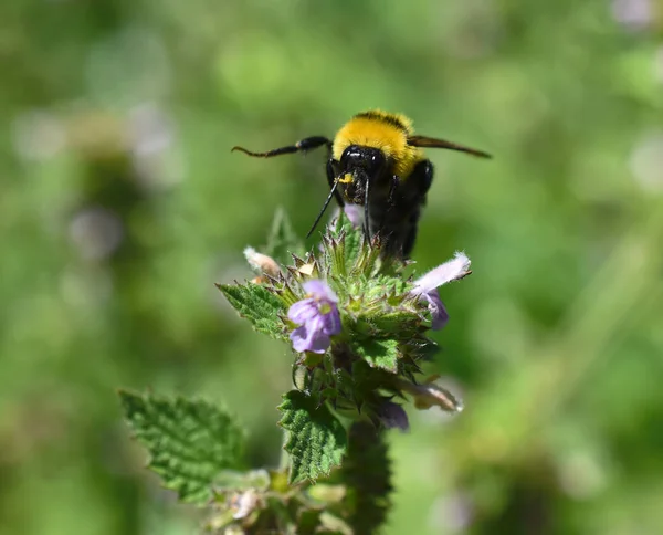 Egy Szelektív Fókuszfelvétel Egy Méhről Amint Begyűjti Egy Virág Nektárját — Stock Fotó