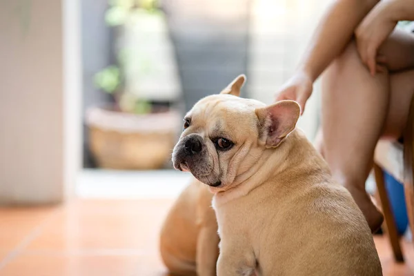 Una Linda Crema Bulldog Francés Sentado Cerca Los Pies Del — Foto de Stock