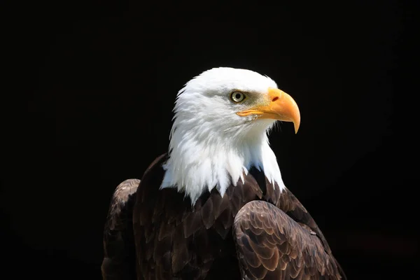Close Bald Eagle Looking Sharply Isolated Black Background — Stock Photo, Image