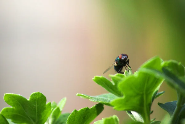 Tiro Macro Uma Vespa Cuco Nas Folhas Verdes Uma Planta — Fotografia de Stock