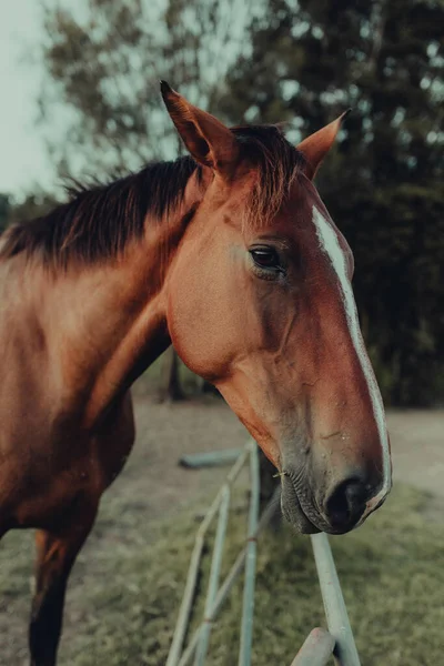 柵のそばに白い斑点のある茶色の馬の垂直ショット — ストック写真
