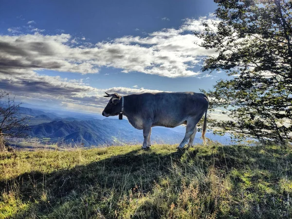 Kráva Vrcholu Kopce Slunečného Dne — Stock fotografie