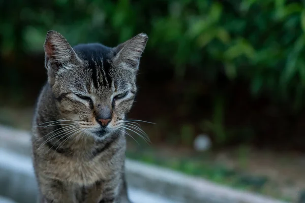 通りでかわいい猫のクローズアップショット — ストック写真