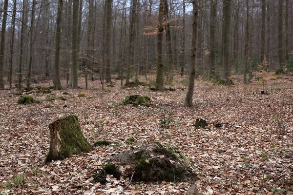 Spadający Las Wysokimi Gołymi Drzewami — Zdjęcie stockowe