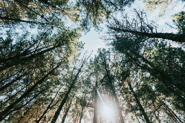 Tir Angle Bas Arbres Dans Une Forêt Par Une Journée — Photo