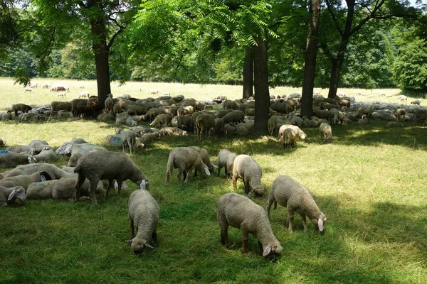 Eine Schafherde Weidet Auf Der Weide — Stockfoto