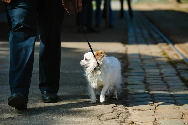 Hane Går Sin Vita Chihuahua Hund Parken — Stockfoto