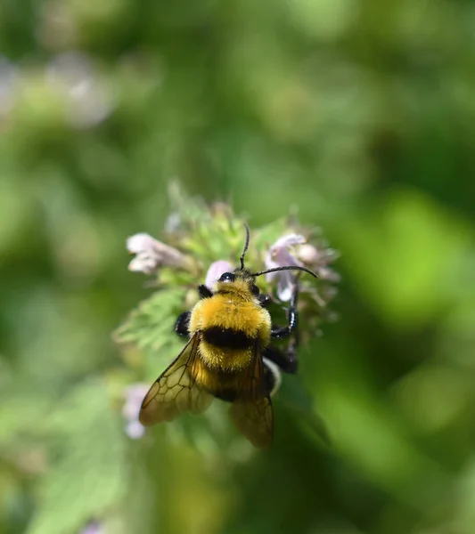 Селективный Снимок Пчелы Собирающей Нектар Цветка — стоковое фото