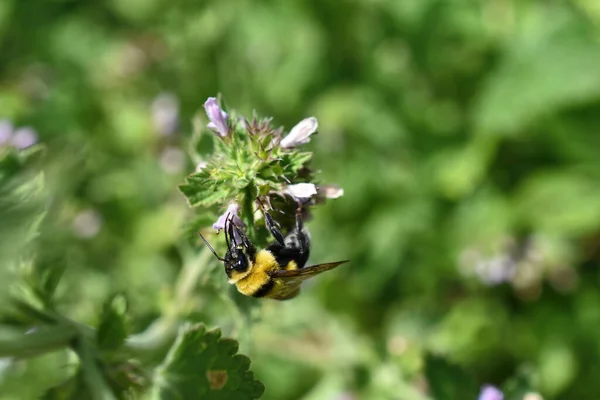 Selektywny Strzał Ostrości Pszczoły Zbierającej Nektar Kwiatu — Zdjęcie stockowe