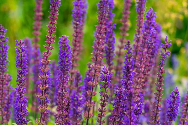 Tiro Foco Raso Várias Plantas Lavanda Floração Natureza Verde — Fotografia de Stock