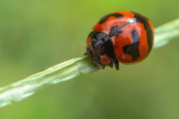 Tiro Foco Seletivo Uma Joaninha Empoleirada Grama Verde — Fotografia de Stock