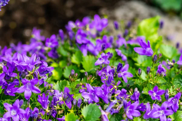 Gyönyörű Lila Harangvirágok Zöld Levelek Közelsége Kertben — Stock Fotó