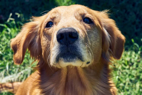 Nahaufnahme Eines Golden Retrievers Mit Einer Niedlichen Schnauze Beim Spielen — Stockfoto