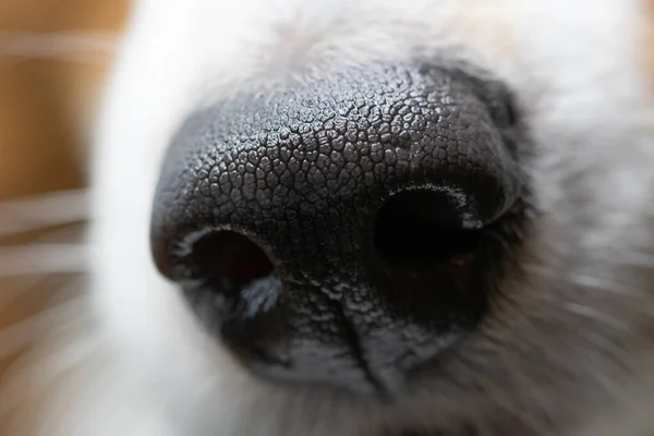 Ένα Κοντινό Πλάνο Της Μύτης Ενός Σκύλου — Φωτογραφία Αρχείου