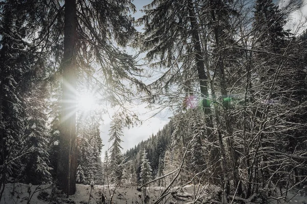 Une Forêt Hivernale Pins Couverts Neige — Photo