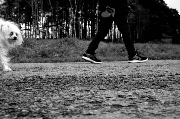 Beautiful Greyscale View Person Walking Dog Leash Park — Stock Photo, Image