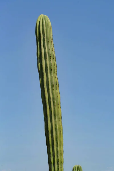 Ein Vertikaler Schuss Großer Saguaro Kakteen Vor Einem Klaren Blauen — Stockfoto