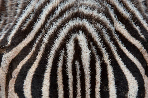 Close Tiro Padrão Pele Zebra Fundo — Fotografia de Stock