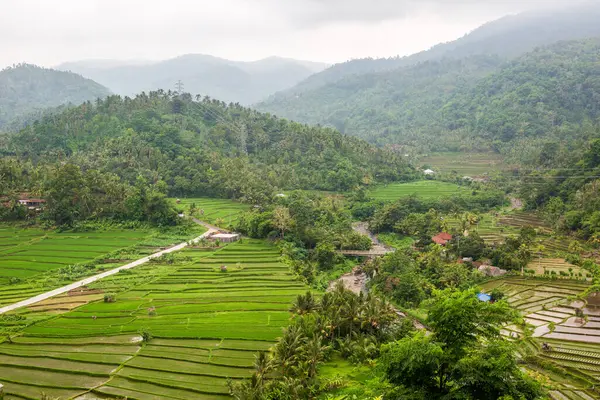 Una Hermosa Toma Campos Bali —  Fotos de Stock