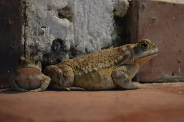 Een Close Shot Van Kikkers — Stockfoto