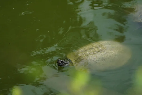 Żółw Pływający Zielonym Jedzeniu Słoneczny Dzień — Zdjęcie stockowe