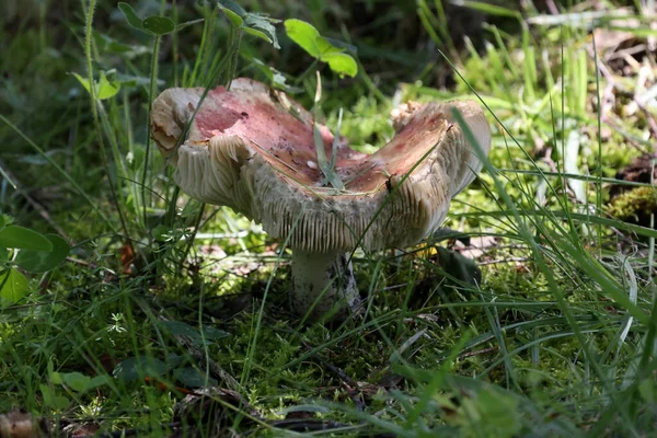 Old Wilting Mushroom Forest Ground — Stock Photo, Image