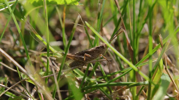 Saltamontes Hierba Jardín —  Fotos de Stock