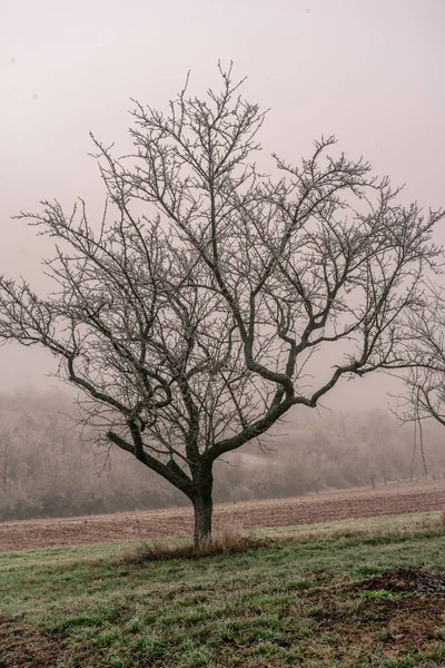 Plan Vertical Bel Arbre Pittoresque Couvert Givre — Photo