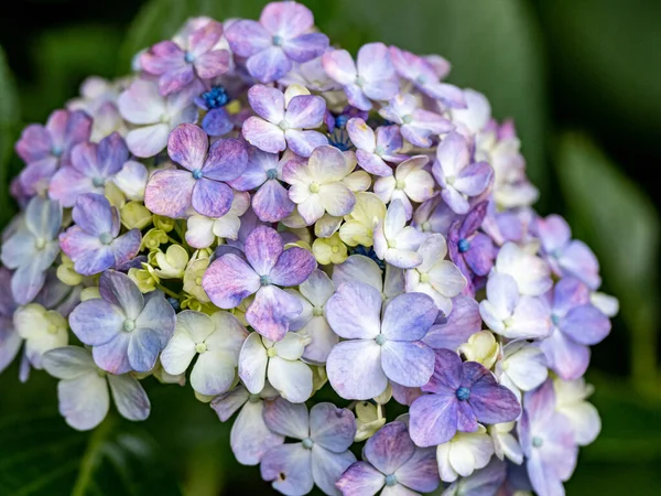 Primer Plano Una Hermosa Hortensia —  Fotos de Stock