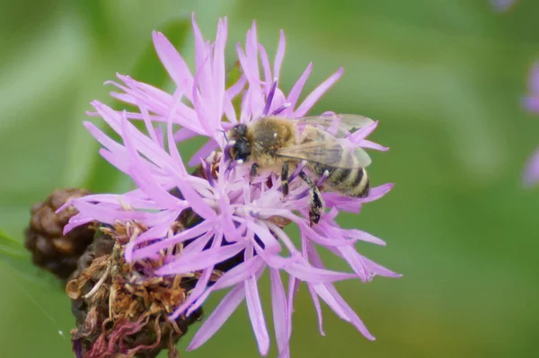 Крупный План Медоносной Пчелы Собирающей Пыльцу Чертополоха — стоковое фото