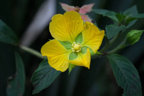 Bulanık Bir Arkaplanda Sarı Bir Melastomes Çiçeğinin Yakın Çekimi — Stok fotoğraf