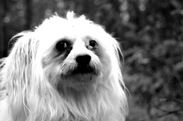 公園の中に鎖で犬を歩く人の美しいグレースケールの景色 — ストック写真