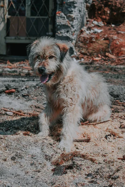 一只嬉闹的流浪狗躺在废弃地区的地面上的特写镜头 — 图库照片