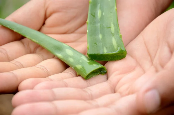 Eine Nahaufnahme Von Grünen Reifen Aloe Vera Pflanzen Den Händen — Stockfoto