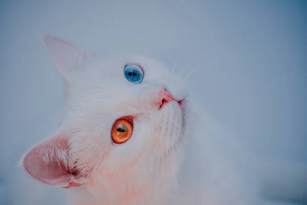 Rosto Gato Ancara Curioso Com Olhos Multicoloridos Posando Fundo Claro — Fotografia de Stock