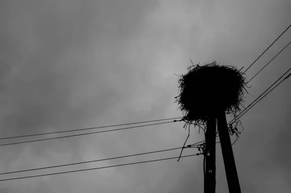 Een Grijswaarden Laag Zicht Polen Met Elektriciteitskabels Een Nest Bovenop — Stockfoto