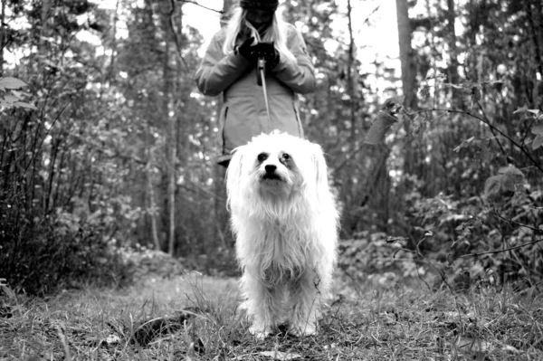 Прекрасний Сірий Вид Людину Гуляє Своїм Собакою Повідцем Парку — стокове фото