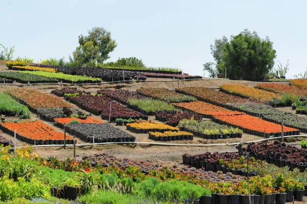 Una Vista Panorámica Surtidos Diferentes Plantas Interior Macetas Campo Abierto — Foto de Stock