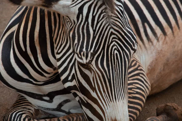 Nahaufnahme Eines Zebra Gesichts Mit Schwarz Weißen Streifen — Stockfoto