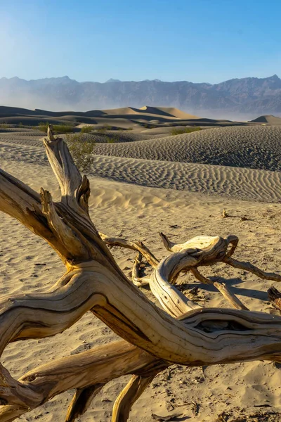 Tiro Vertical Uma Árvore Podre Areia Death Valley Sob Luz — Fotografia de Stock