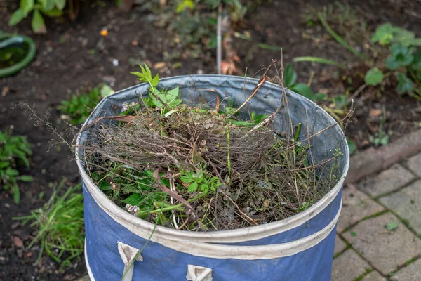 庭の尾床に植物を含む青い袋の終わり — ストック写真