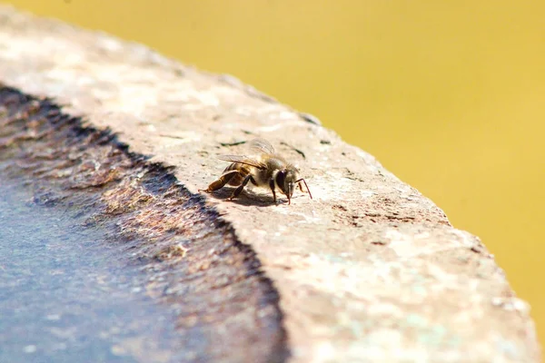 A closeup of a small cute bee standing on a stone water fountain with a bright yellow background