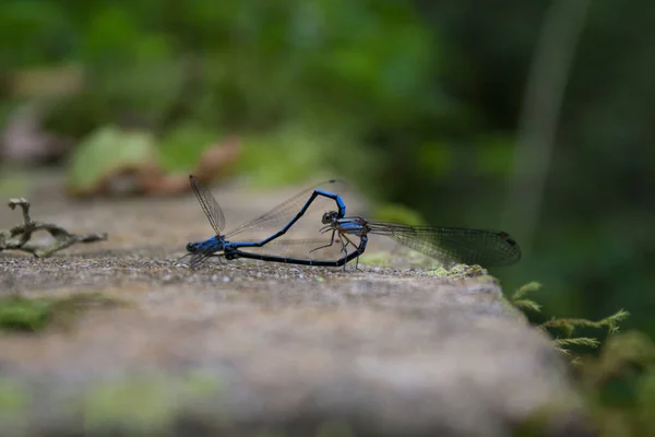 Mělké Ohnisko Páru Hmyzu Odonata Rozmazaném Pozadí — Stock fotografie